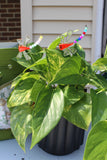 Dragonfly Plant Stake