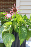 Blush Sunburst Plant Stake
