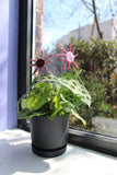 Blush Sunburst Plant Stake