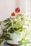 Pumpkin Plant  Stakes Set of 2