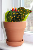 Glass Catcus Plant
