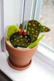 Glass Catcus Plant