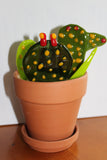 Glass Catcus Plant