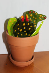 Glass Catcus Plant