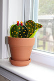 Glass Catcus Plant