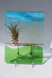 Coastal Breeze Air plant