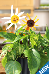 Sunny Bloom Plant Stakes