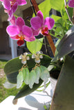 Spring Radiance Earring
