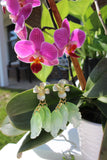 Spring Radiance Earring