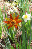 Aster Daisy Garden Stake