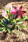 Blanket Flower Garden Stake