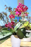 Butterfly Plant Stake (Set of 2)