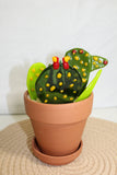 Glass Catcus Plant