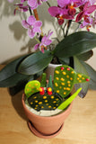 Glass Catcus Plant
