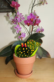 Glass Catcus Plant