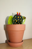 Glass Catcus Plant