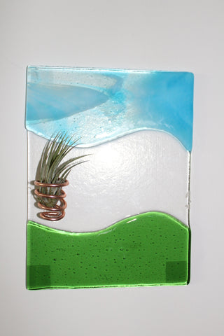 Coastal Breeze Air plant