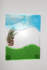 Coastal Breeze Air plant