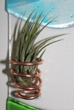 Coastal Breeze Air plant