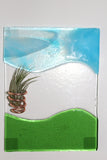 Coastal Breeze Air plant