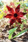 Blanket Flower Garden Stake