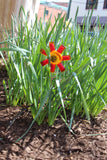 Spiral Sunset Garden Stake