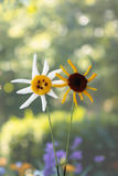 Sunny Bloom Plant Stakes