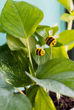 Bees Plant Stake  - Set of 2